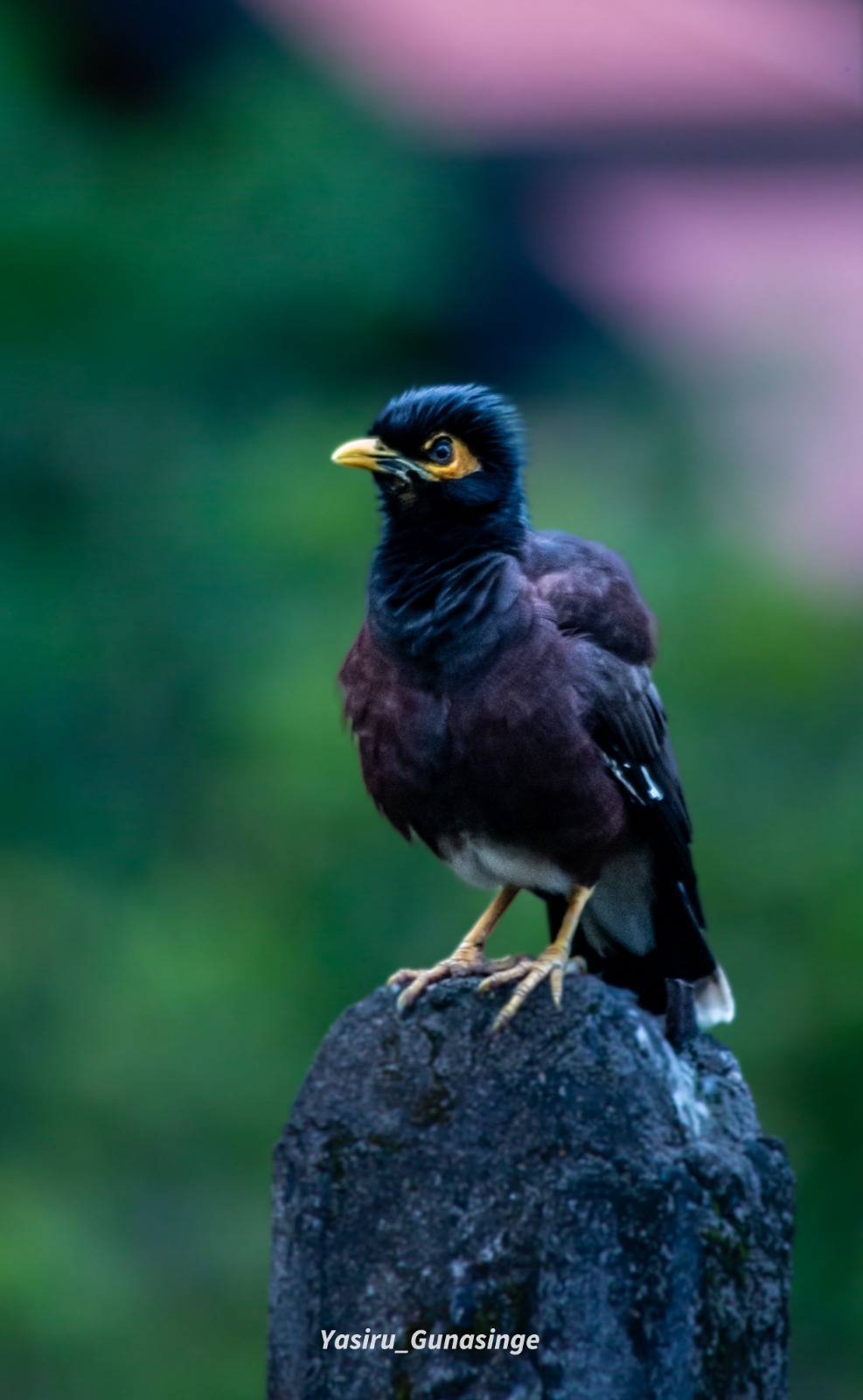 Common Myna